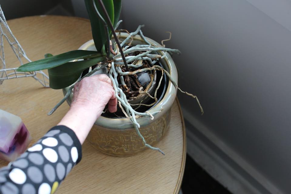 Helen places ice cubes in the Orchid
